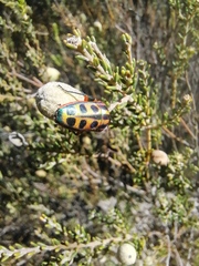 Calidea dregii