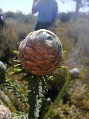 Leucadendron linifolium