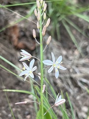 Trachyandra reflexipilosa