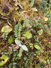 Gaultheria nummularioides