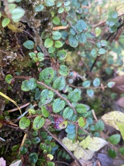 Gaultheria nummularioides