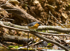 Symposiachrus trivirgatus