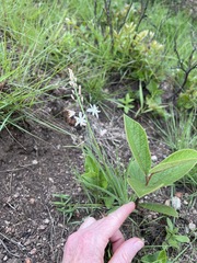 Trachyandra reflexipilosa