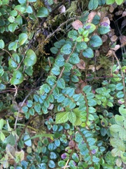 Gaultheria nummularioides