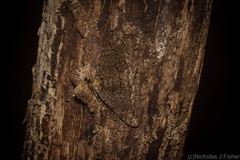 Paradromulia ambigua