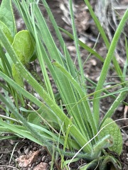 Trachyandra reflexipilosa