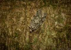 Barea nymphica