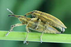 Lixus iridis