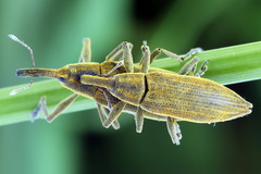 Lixus iridis