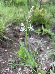 Trachyandra reflexipilosa