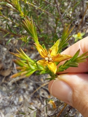 Hibbertia ericifolia