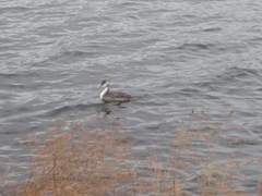 Podiceps cristatus