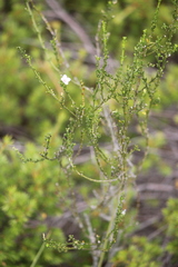 Cyanothamnus coerulescens