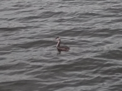 Podiceps cristatus