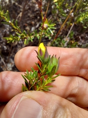 Hibbertia ericifolia