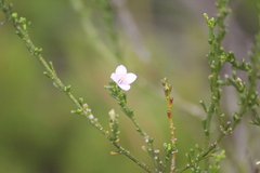 Cyanothamnus coerulescens