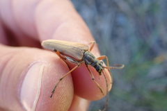 Stenocorus meridianus