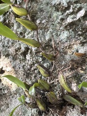 Bulbophyllum sandersonii