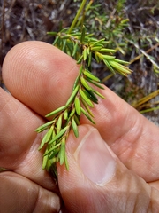 Hibbertia ericifolia
