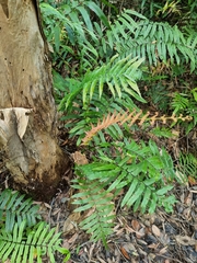 Blechnum camfieldii