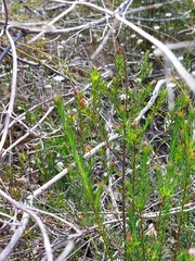 Hibbertia ericifolia