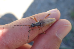 Stenocorus meridianus