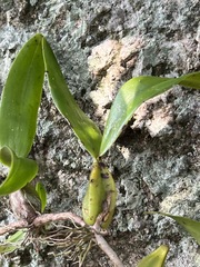 Bulbophyllum sandersonii