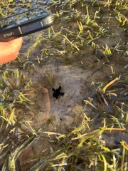 Antennarius striatus