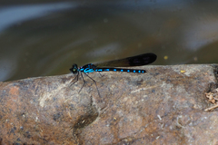 Heliocypha perforata