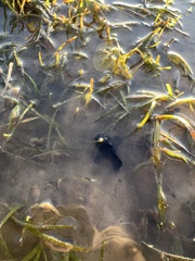 Antennarius striatus