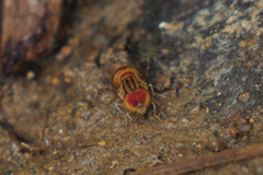Eristalinus arvorum