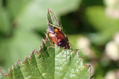 Deraeocoris ruber
