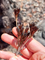 Haemodorum corymbosum