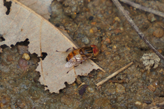 Eristalinus arvorum
