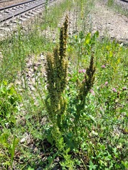 Rumex longifolius