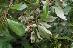 Lithocarpus glaber