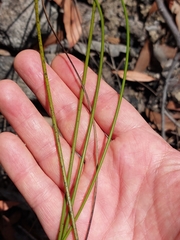 Haemodorum corymbosum