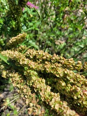 Rumex longifolius