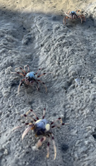 Mictyris longicarpus