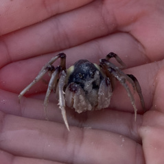 Mictyris longicarpus