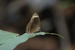 Mycalesis anaxias