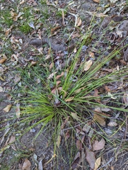 Cyperus laevis