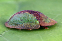 Cassida vibex