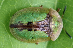 Cassida vibex
