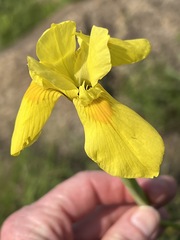 Moraea spathulata