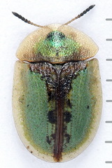 Cassida vibex