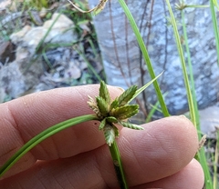 Cyperus laevis