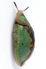Cassida vibex