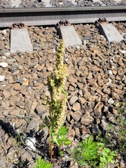 Rumex longifolius
