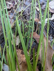 Cyperus laevis